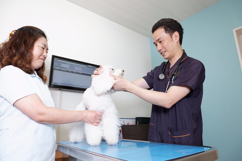 飼い主さんと一緒にワンちゃんやネコちゃんの病気やケガを診ていきます