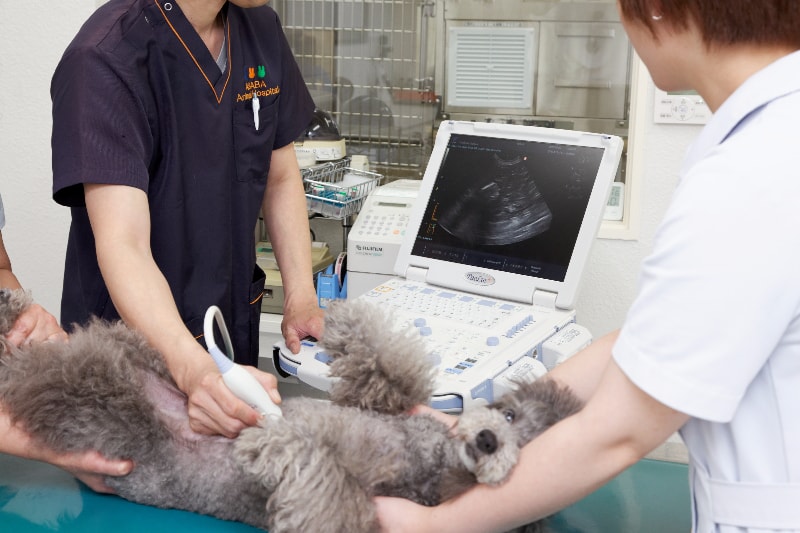厚木市で猫や犬のしこり 腫瘍などの炎症が気になる方へ