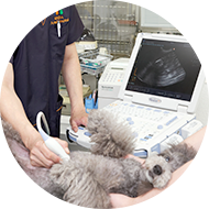 腫瘍科に強い動物病院