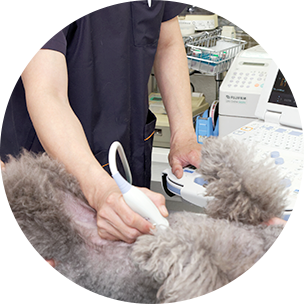 腫瘍科に強い動物病院